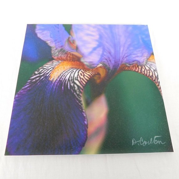 Purple Iris Flower Color Photography Lot of 4 Print Foam Board Botanical Nature - Picture 7 of 7